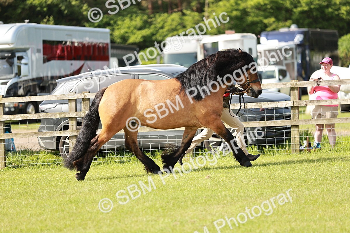 SBM_01610 - Class 14-23 - Mountain & Moorland In Hand Non Welsh