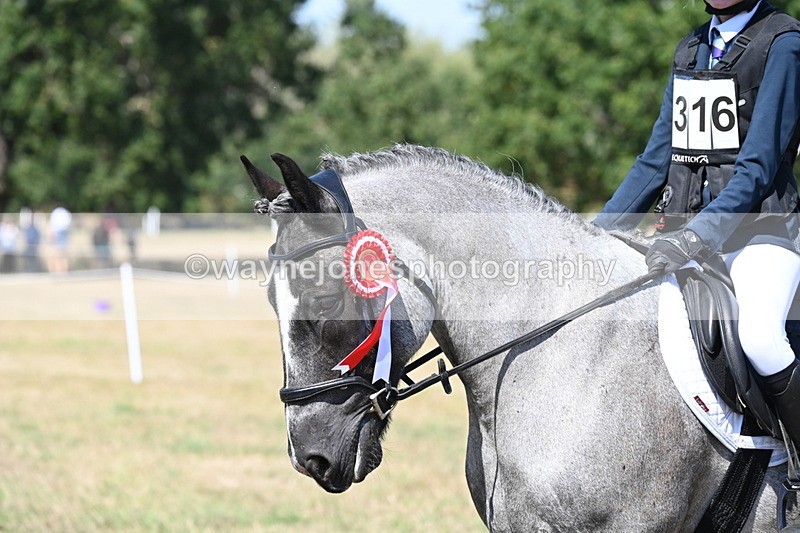 WJ6_8748 - Class 37b Best Loan Pony In-hand
