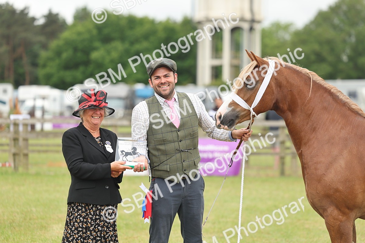SBM_05030 - Class 50-57 - M&M Welsh Pony In Hand