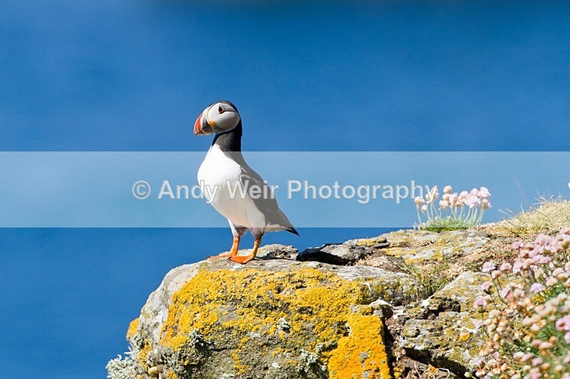 20120531-_MG_9716 - Puffin