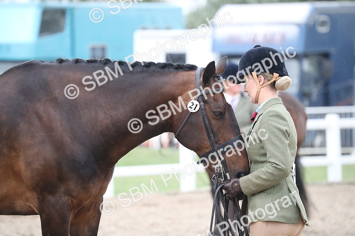 SBM_18389 - Class 318 IH Part bred Horse/Pony
