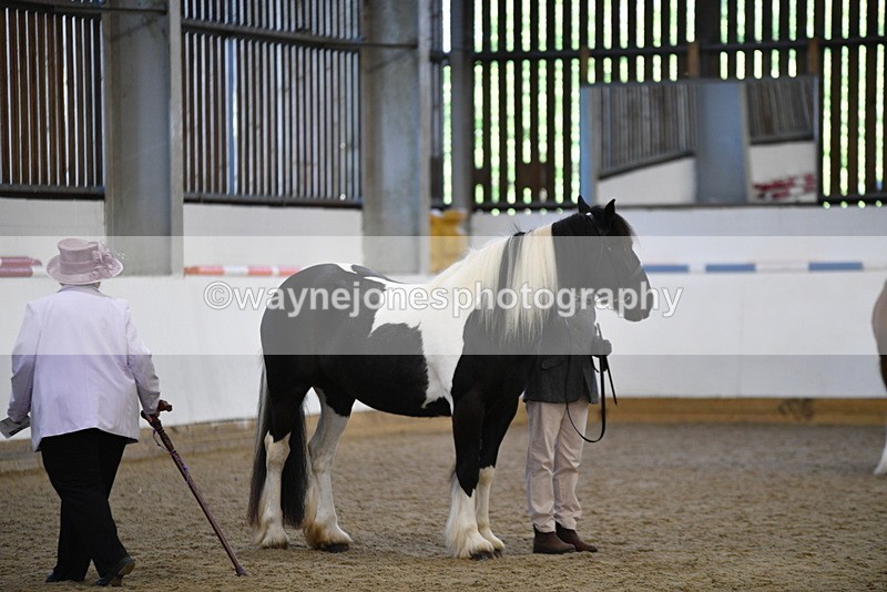 WJ5_5447 - Class 8 In hand cob