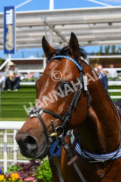 270523-Race 3-Chipstead-0485 - Race 3 2.40pm William Hill Epic Boost Handicap