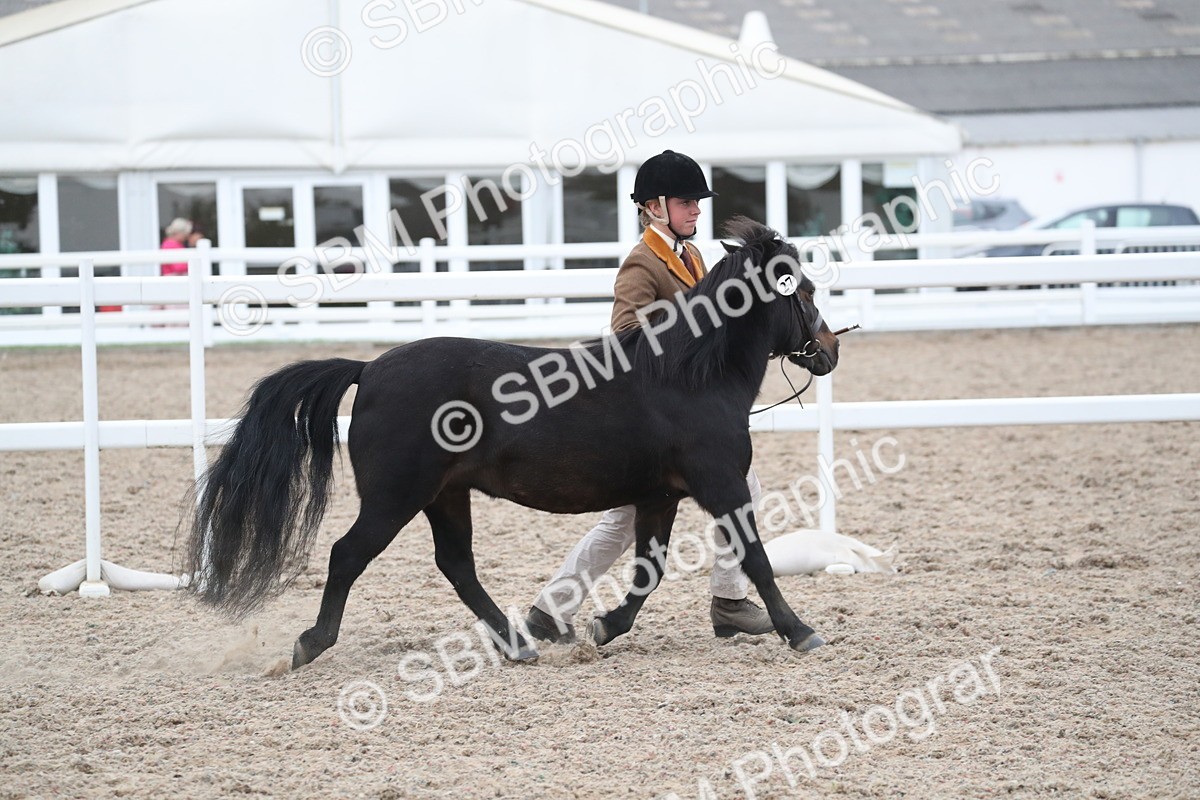 SBM_18310 - Class 318 IH Part bred Horse/Pony