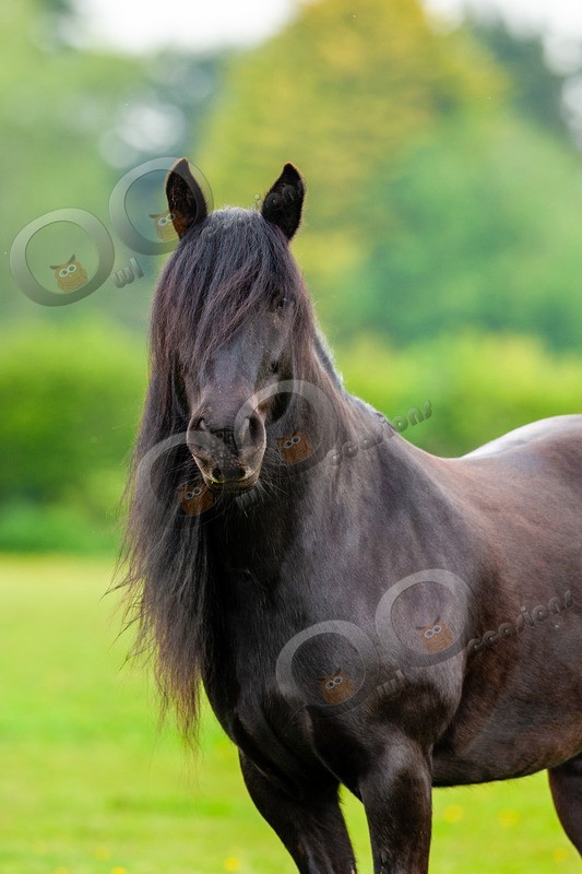 Black Horse-4191 - Pet Photography