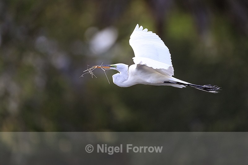 Great Egret flying, Venice Rookery, Florida - Great Egret