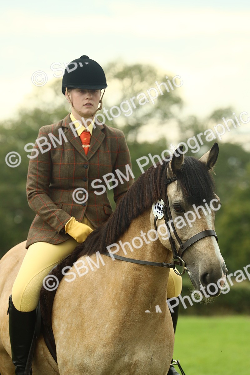 SBM_72259 - S60 - Mountain & Moorland Ridden Large Breeds