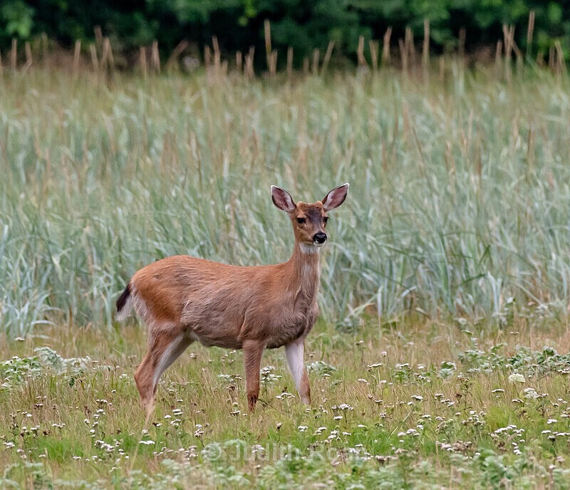 Black-tailed Deer - Southeast Alaska