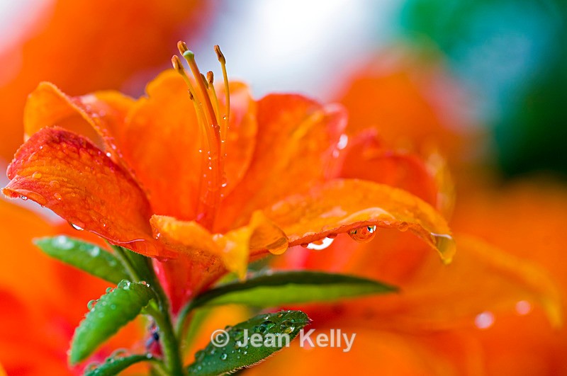 Flower - 5033 - Orange