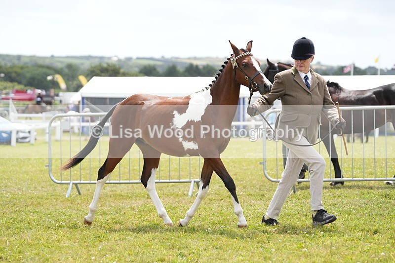 DSC06702 - Class 58: Coloured Pony Youngstock