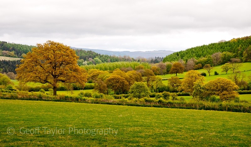 Burwood - Wenlock Edge