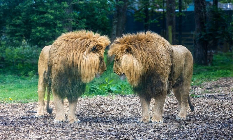N0 0105 - Animal world