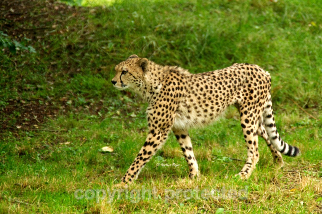 Cheetah - Anika - Big Cats