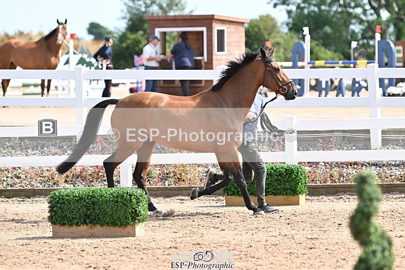 240717A-155818-03232 - Trot Up 3pm to 4pm
