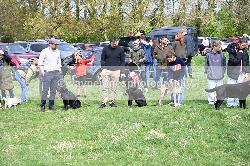 WJ6_8700 - Class 8 Best Working / Gun Dog or Bitch