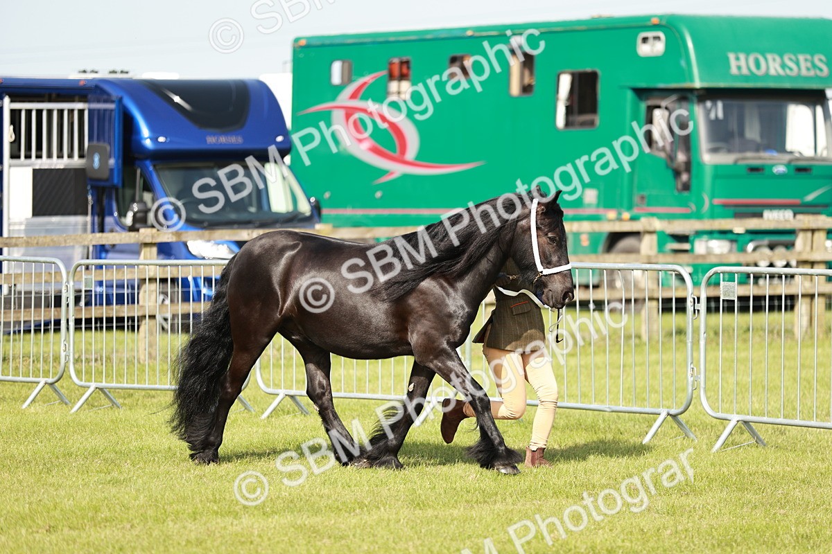 SBM_00871 - Class 14-23 - Mountain & Moorland In Hand Non Welsh