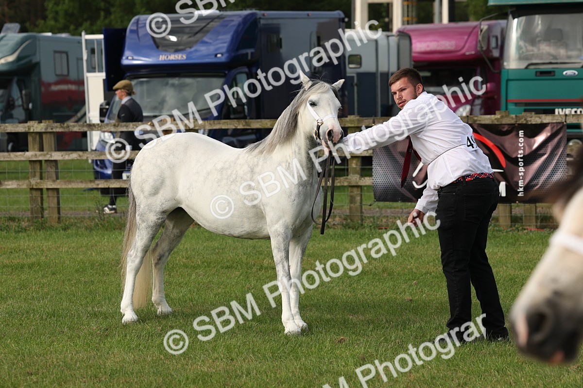 SBM_00550 - Class 6-13 - Mountatin and Moorland In Hand Welsh Breeds