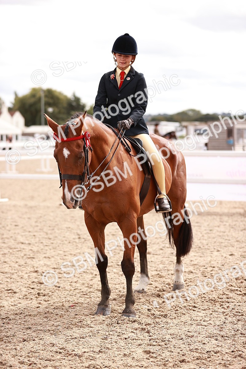 SBM_18313 - Class 417 - Handsome Gelding (IH or Ridden - JNR)