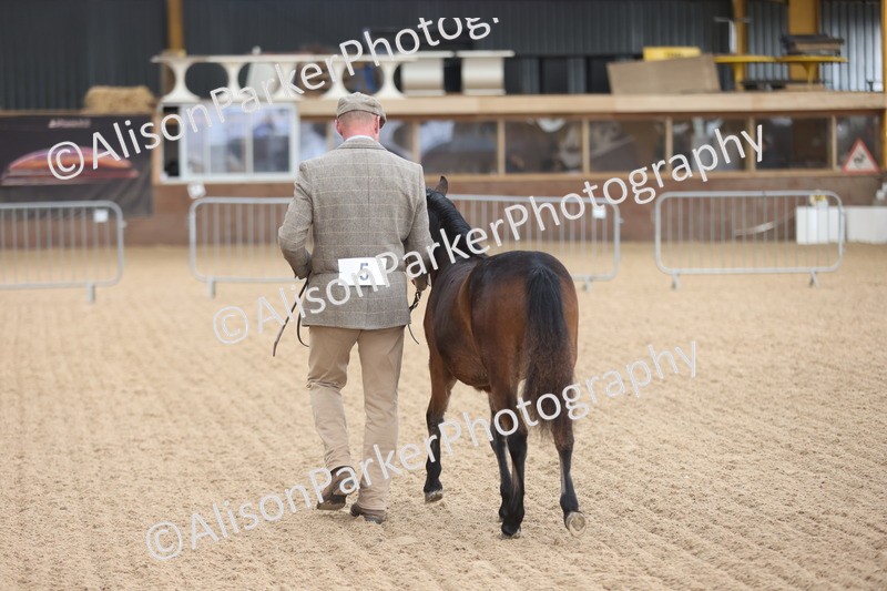 20251109-0480 - Class 17 - Foals