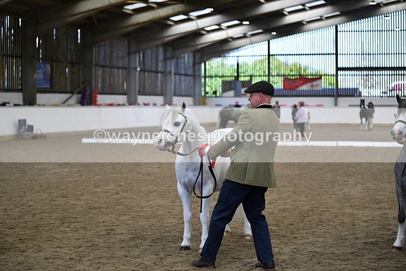 WJ5_5531 - Class 4 In hand M&M - small breeds