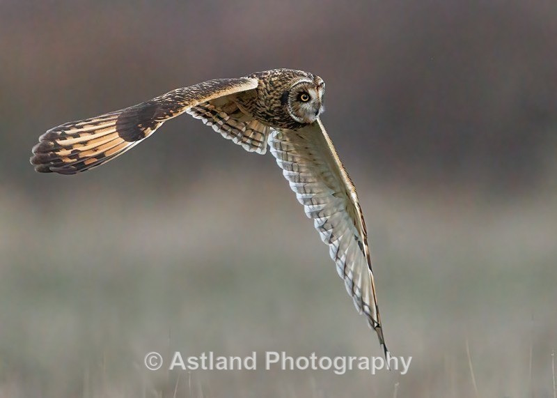 Short-eared Owl - Latest Images