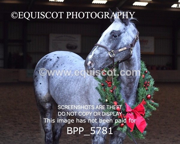 BPP_5781 - Marion West pony 2