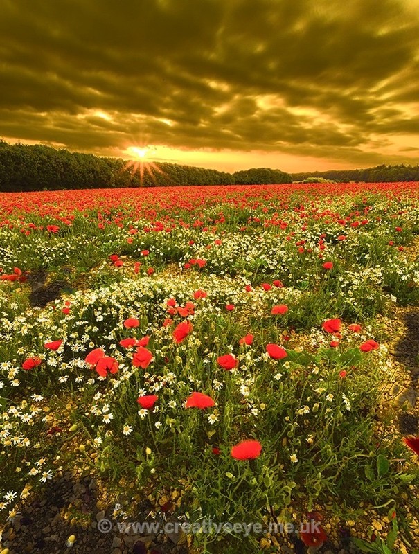 No.0118 Exton Wild Flowers - Landscape