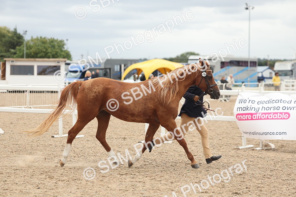 SBM_19289 - Class 317 - IH Pure Bred Horse-Pony