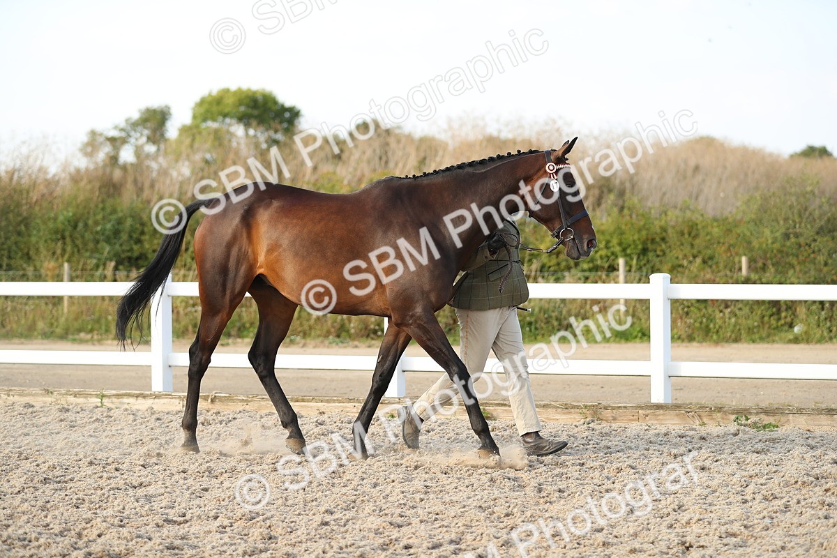 SBM_08724 - Class 28 - IH Veteran Horse