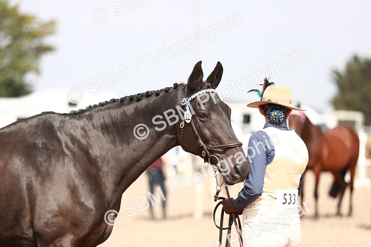 SBM_13284 - Class 208 IH Veteran Horse