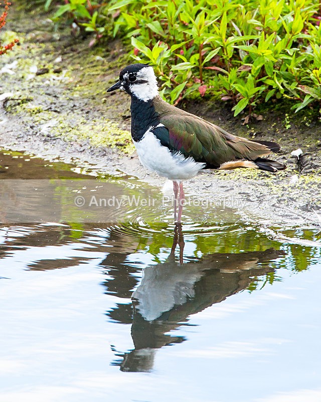 20140621-3K8A2463 - Lapwing