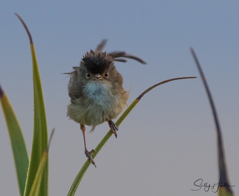 Red Wren Female 4
