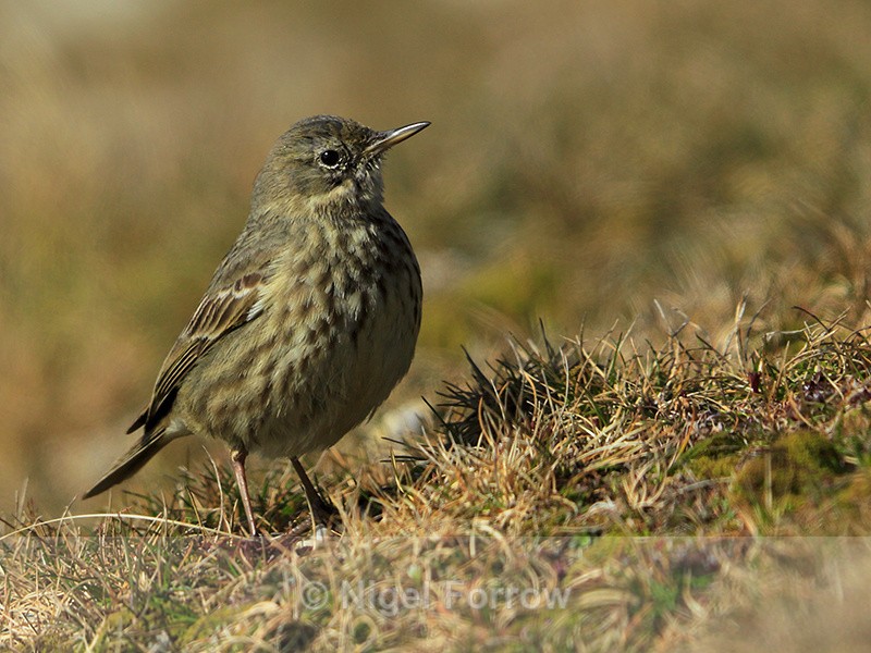 Rock Pipit near Anvil Point Lighthouse at Durlston - Rock Pipit