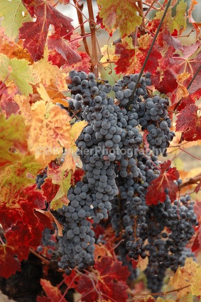  - Wine Country