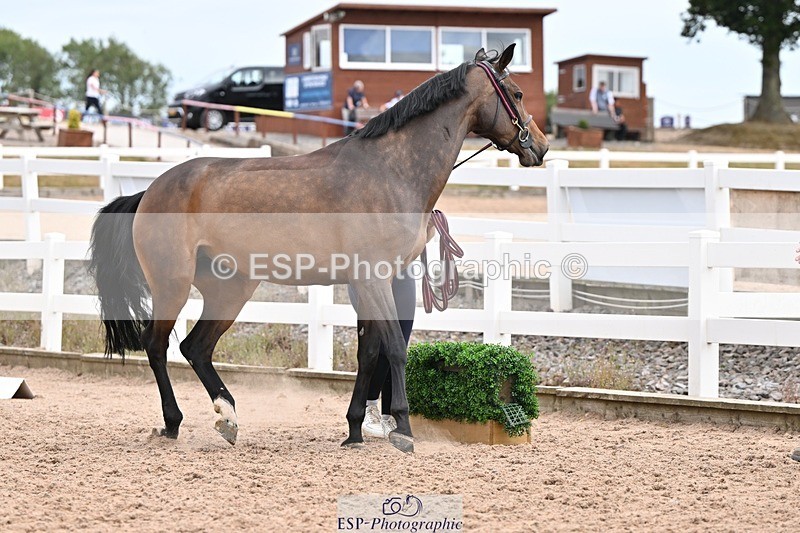 250716-151851-01864 - Trot Up 2.30 to 3.30