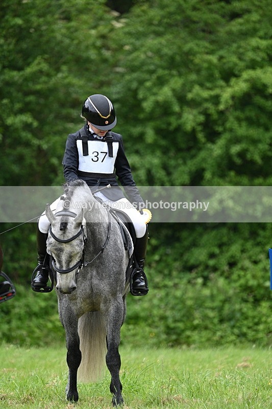 WJ7_4242 - Class 14A Handsome Gelding