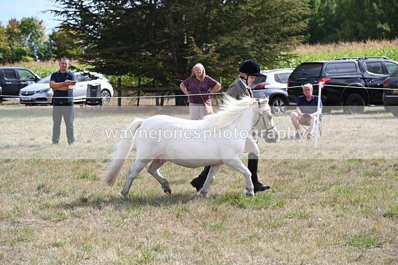 WJ6_6924 - Class 21 Shetland & Mini Horses