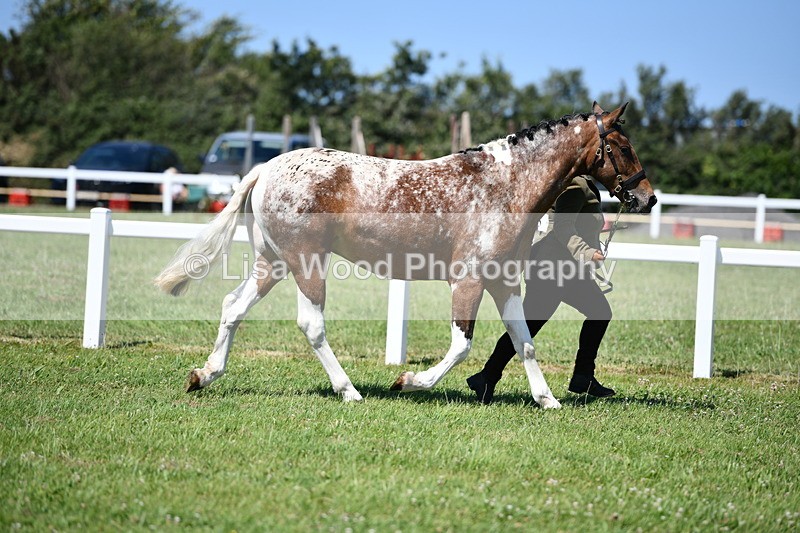 DSC_6876 - Class 57: Hunter/Riding Horse/Hack 1, 2 & 3 yr olds