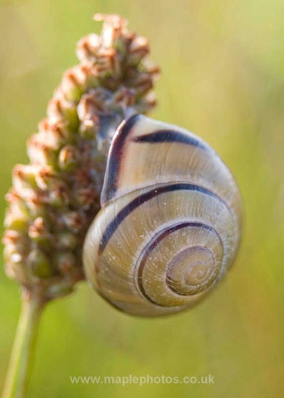 Snail Supper