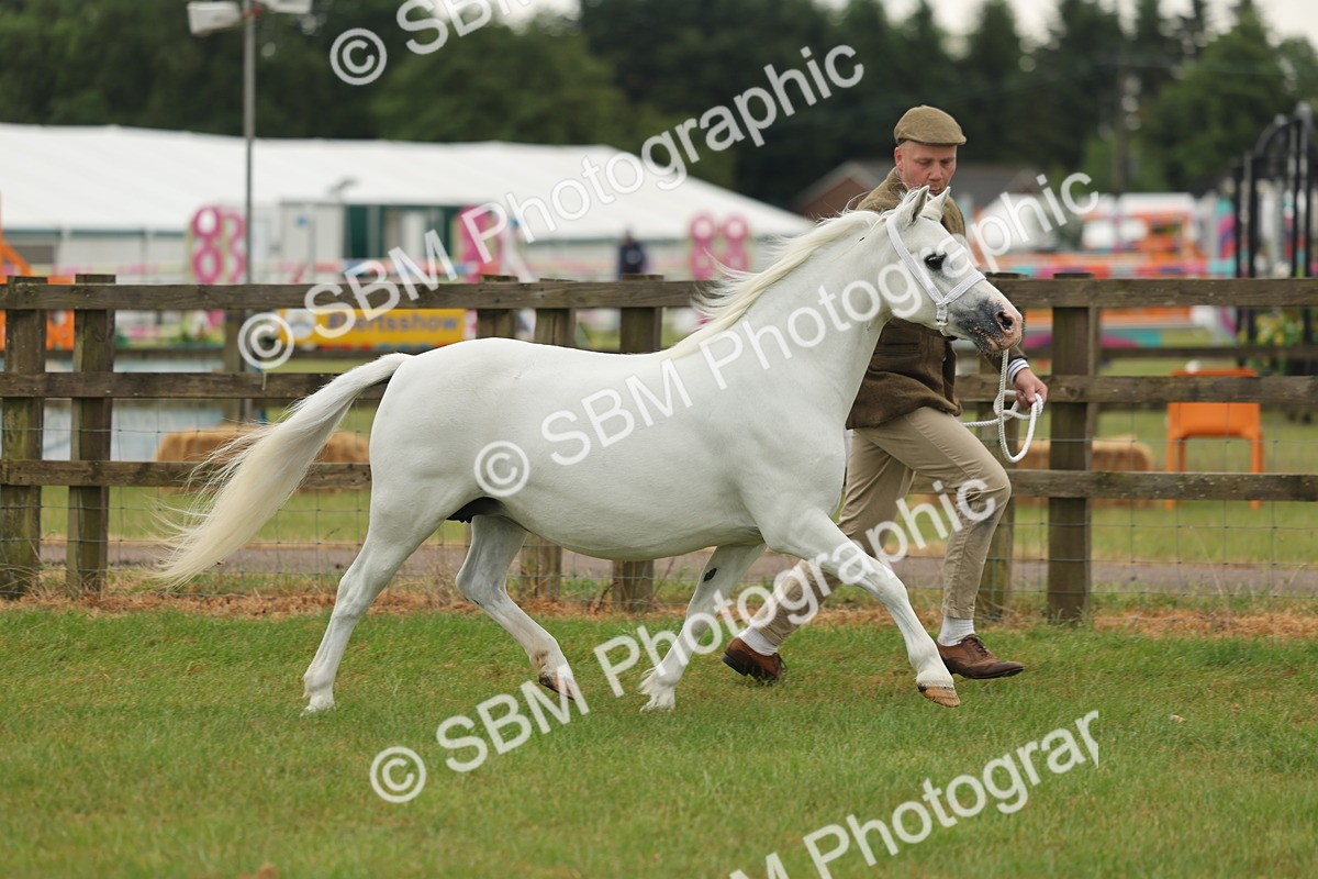 SBM_01535 - Class 50-57 - M&M Welsh Pony In Hand