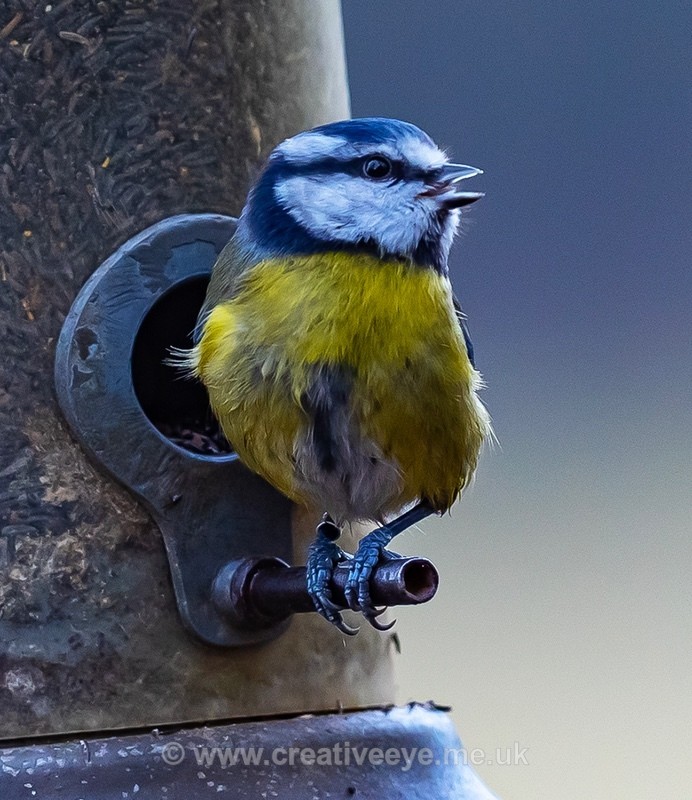 No.0093 Blue tit - Animal world