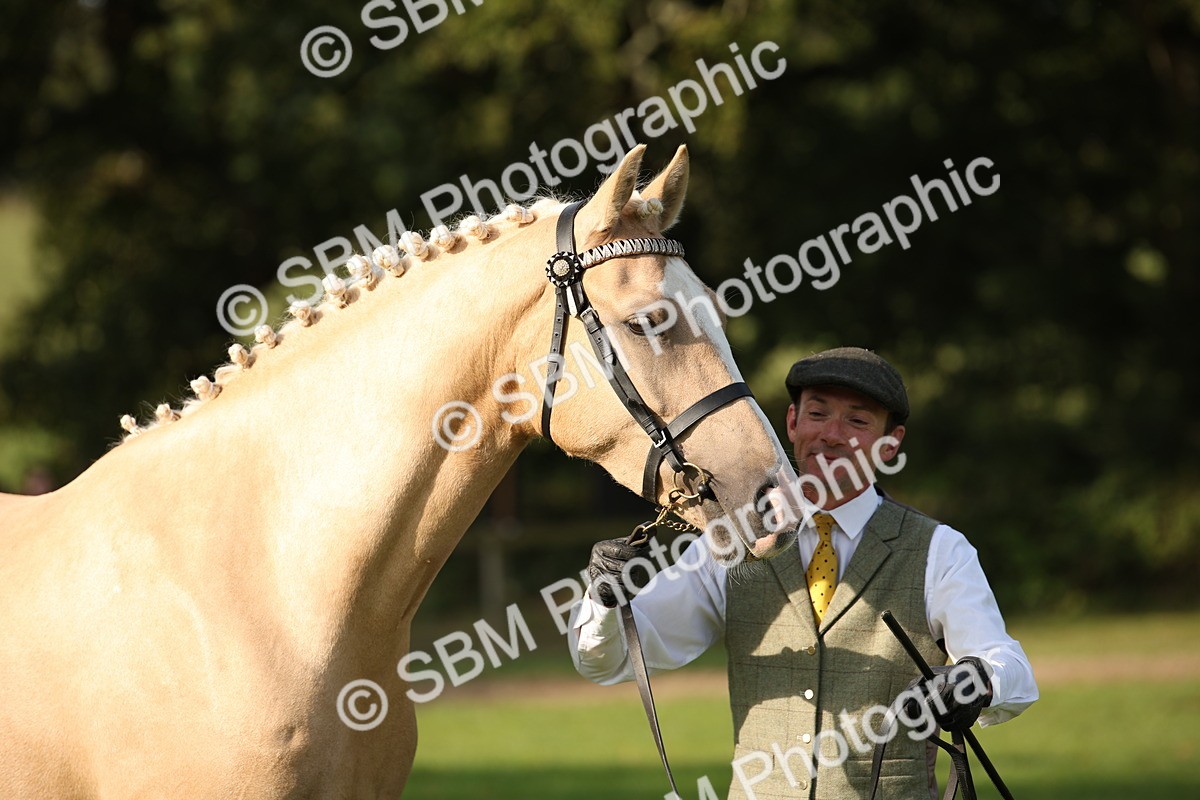 SBM_59364 - S52 - Other Coloured Horse In Hand