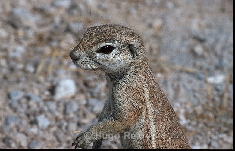  - Animals in the Wild