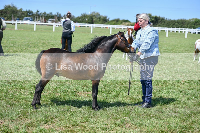DSC_7188 - Class 61: Miniature Horse 4yrs & over