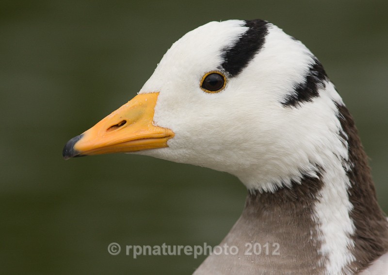 Bar Headed Goose - Anser indicus RPNP0063 - Birds