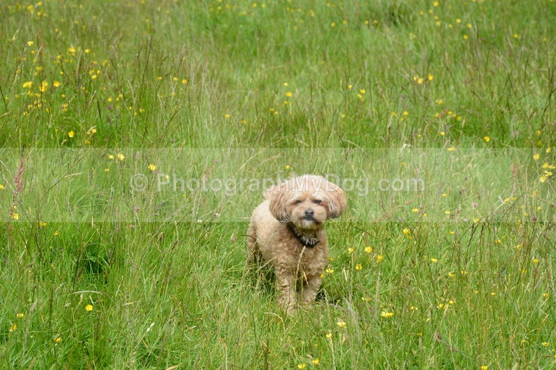  - Eric, Ulla, Maisie and Lola