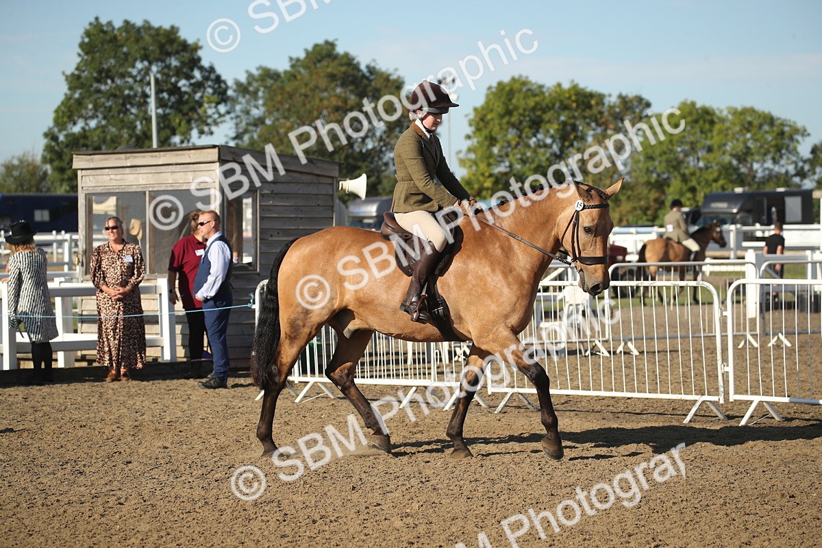 SBM_11272 - Class 501 -Riding Club Pony