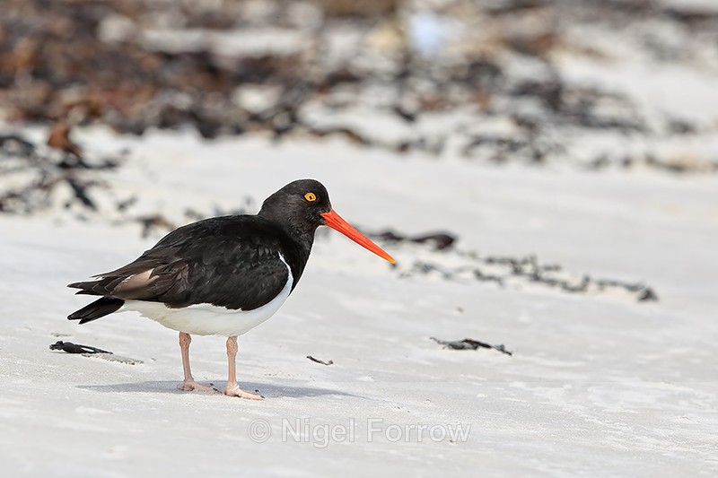 Magellanic Oystercatcher standing on beach, Carcass Island, Falklands - Magellanic Oystercatcher