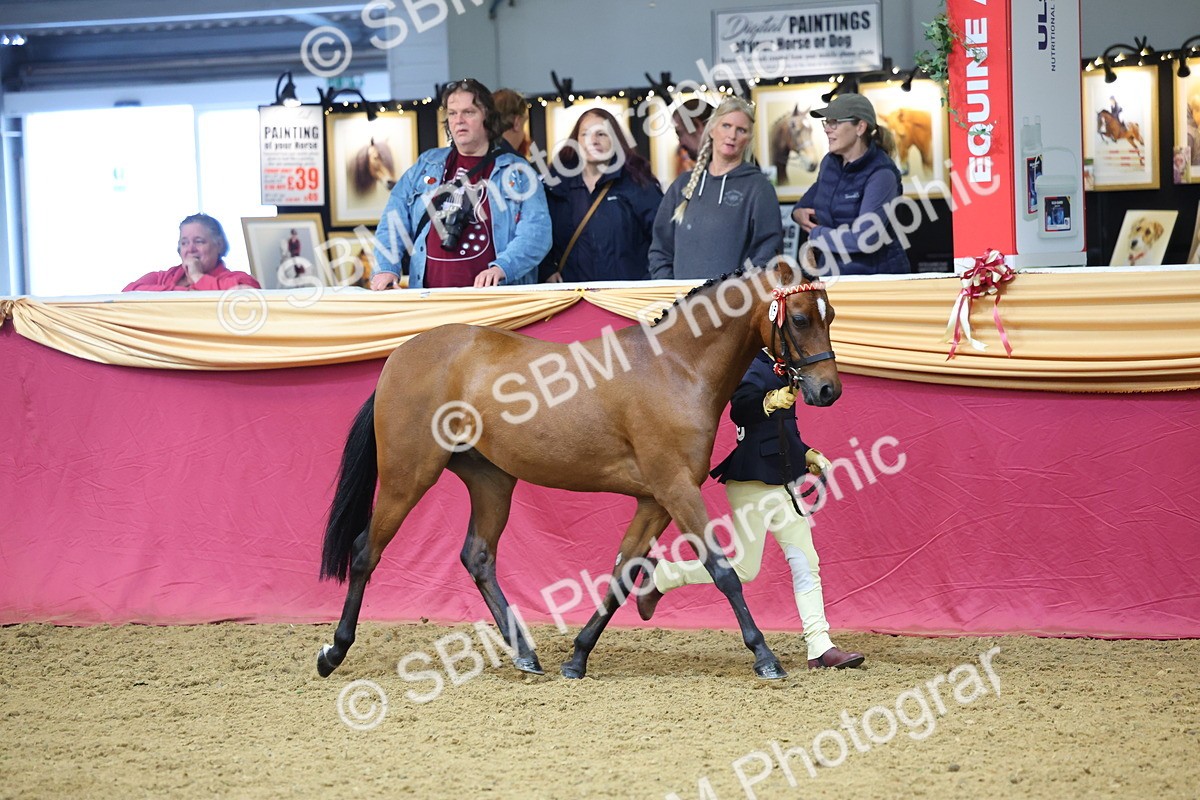 SBM_22632 - Class 903 - Supreme Final - IH Pre Vet