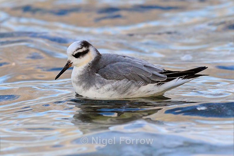 Grey Phalarope on the water at Farmoor Reservoir - Grey Phalarope